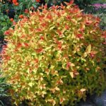 Спирея японская Меджик Карпет "Magic Carpet" d9-10