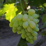 Виноград Кишмиш Алекс 0,8л — изображение 3