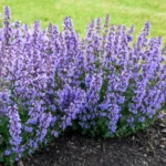 Котовник Фассена d9