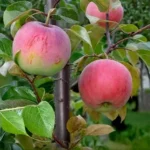 Яблоня Ветеран 15 л