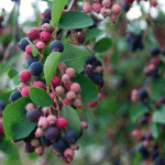 Ирга Хонивуд "Honeywood" 4л