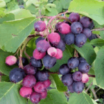 Ирга Нортлайн "Northline" 4л