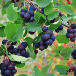 Ирга Тиссен "Thiessen" 4л