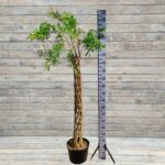 Ива на плетеном штамбе высокая (170 см) d22