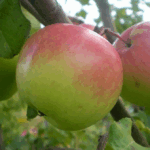 Яблоня Богатырь 6-7 л