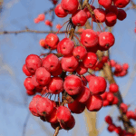 Яблоня Декоративная Ред Сентинел 10л