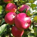 Яблоня Лигол Ред 15л