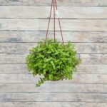 Каллизия Зеленая кашпо d23