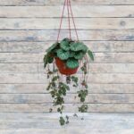 Камнеломка кашпо d18