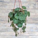 Камнеломка кашпо d18 — изображение 2