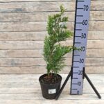 Кипарисовик Ивонне d19