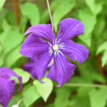 Клематис Аотеароа "Aotearoa" 2л