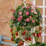 Клубника (земляника садовая) Фризан "Frizan" p7 (п)