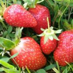 Клубника (земляника садовая) Мурано "Murano" p7 (п)