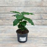 Кофе Арабика d12