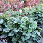 Гейхера Литтл Кьюти Пеперминт d12