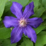 Клематис Президент 1л