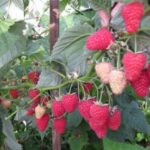 Малина ремонтантная Жар птица 2 л