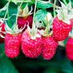 Малина ремонтантная Рубиновое ожерелье 2 л