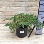 Можжевельник чешуйчатый Блю Карпет d23