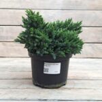 Можжевельник чешуйчатый Блю Стар d17