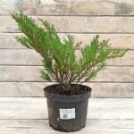 Можжевельник горизонтальный Андорра компакт (Андора) d17