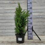 Можжевельник китайский Стрикта d17