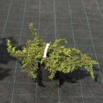 Можжевельник обыкновенный Грин Карпет d17