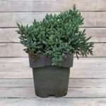 Можжевельник скальный Блю Айвори d19