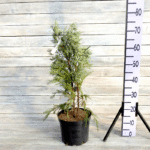 Можжевельник скальный Мунглоу d23