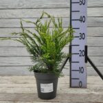 Можжевельник средний Минт Джулеп d13