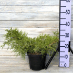 Можжевельник средний Олд Голд d17