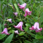 Клематис Одориба "Odoriba" 2л