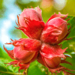 Орех Фундук Московский Рубин 7л