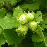 Орех Фундук Первенец 7л