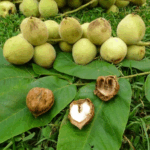 Орех Маньчжурский 5-6л