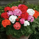 Пеларгония зональная кассета