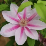 Клематис Нелли Мозер 1 л