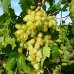 Виноград Аркадия (Настя) 0,8л — изображение 3