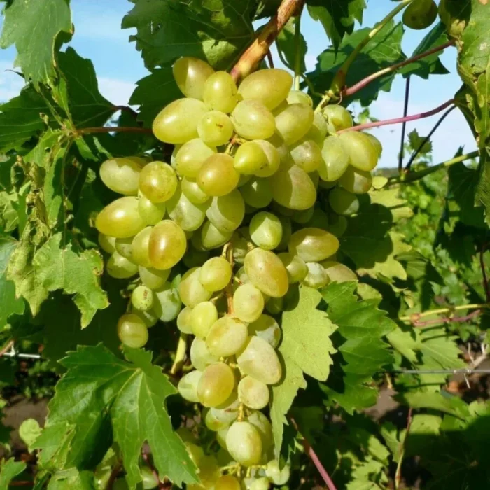 Виноград Аркадия (Настя) 0,8л — изображение 3