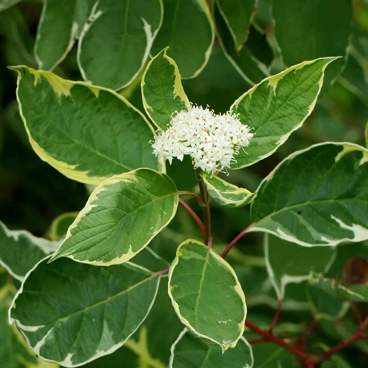 orig (2) Дерен Аргентеомаргината 3,5л — изображение 1