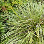 Осока коричневатая Ауреомаргината d10