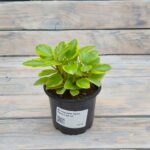 Пеперомия Орба Пикси d9-10