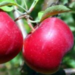 Яблоня Красное раннее 3,5л