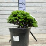 Пихта корейская Бриллиант d23 (5л)