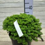 Пихта корейская Бриллиант d23 (5л) — изображение 2