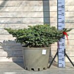 Пихта корейская Когоутс Айсбрекер d38 (25л)