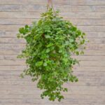 Плектрантус Ароматный (мелк.зелен.лист) кашпо d23