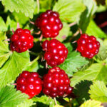 Поляника (Княженика) 2л — изображение 3