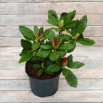 Рододендрон Нова Зембла "Nova Zembla" 4л ИМПОРТ